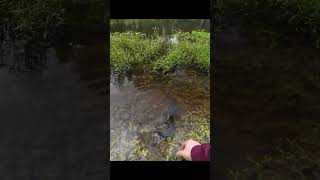 Largemouth Bass Fishing Catch and Release [upl. by Jeu]