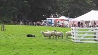 Sheep Dog Trials Hayfield Derbyshire [upl. by Ennaesor465]