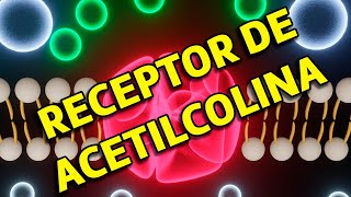 Receptor póssináptico de Acetilcolina no músculo esquelético estriado [upl. by Evetta]