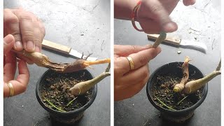 how to save adenium from root rot adeniumrootbonsai desertrose plants shortsgarden [upl. by Laurella]