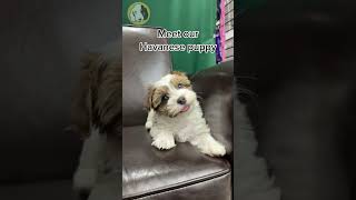 Learn about the Havanese Puppy [upl. by Erodisi]