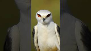 Blackwinged kite Elanus caeruleus vociferus kite birdofprey birds killer eyes birdwatching [upl. by Isewk]