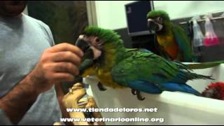 Guacamayo Miligold  Veterinario Online [upl. by Raul]