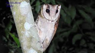 Owls of India  Oriental Bay Owl [upl. by Lole658]