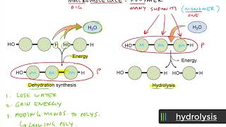 video lesson  dehydration vs hydrolysis [upl. by Johnette]