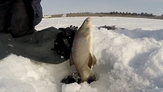 Southern Alberta Burbot Spawn [upl. by Erdnaet]