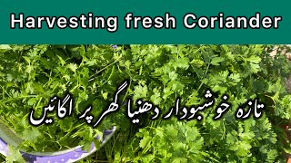 Growing Coriander  Fresh Green Coriander harvest from Kitchen Garden  Tips for coriander regrowth [upl. by Batchelor]