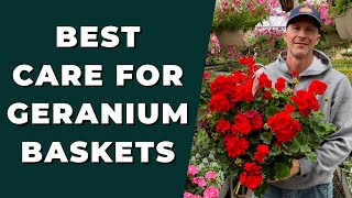 Best GERANIUM Care for Baskets  How to Clean Up amp Care for Geraniums [upl. by Allecsirp]