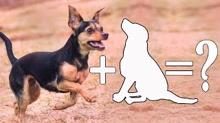 Top 10 Unreal Miniature Pinscher Mixes Cross Breed Dogs  Miniature Pinscher Mix [upl. by Il]