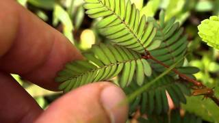 Sensitive Plant Mimosa pudica Bukidnon Philippines [upl. by Aja]