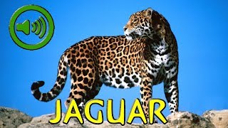 Rugido de Jaguar  Panthera onca [upl. by Ylrebmic]