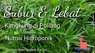 Kangkung di Polibag Tumbuh Subur dengan Nutrisi Hidroponik  Growing Water Spinach ini a Pot [upl. by Adnorhs]