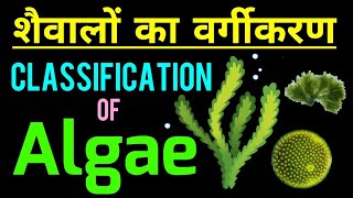 शैवालों का वर्गीकरण  Classification of Algae  Algae in hindi  Algae ka vargikaran  biology [upl. by Sosthenna]