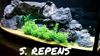 HOW TO Plant Staurogyne Repens [upl. by Brooking]