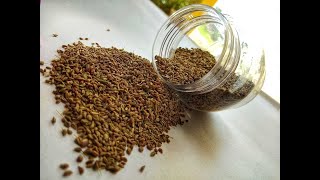 Ajwain Bishops Weed  Health Benefits and Uses [upl. by Ardekal]