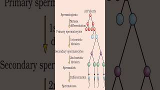 Spermatogenesis ProcessClass 12th Biology 12thbiology biology science cbse zoology 12thbio [upl. by Yasmar]