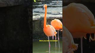 Why Do Flamingos Stand on One Leg  Flamingo Facts  Unique Bird Behavior [upl. by Todd]