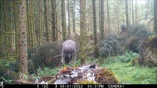 Buzzard Thumped by Goshawk [upl. by Ajnek]