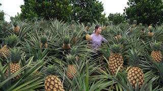 Harvesting Pineapple and Making Pineapple Fried Rice [upl. by Buchheim]