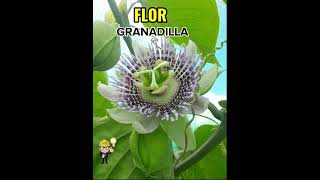 FLOR DE GRANADILLA [upl. by Inalak]