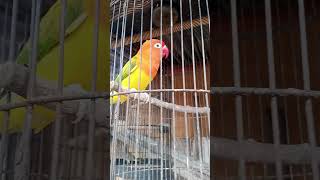 LOVEBIRD NGEKEK PANJANG SUARANYA [upl. by Joly]