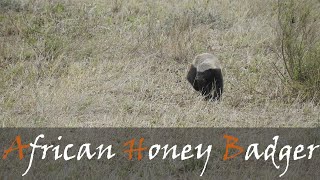 African Honey Badger Mellivora capensis Video From The Kruger Park  Stories Of The Kruger [upl. by Sharai]