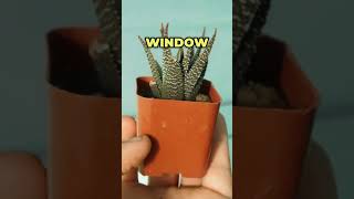 What is a haworthia succulent How to grow succulents haworthia plants succulents houseplants [upl. by Yenahc]