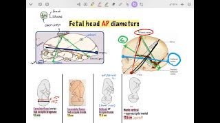 Fetal head diameters [upl. by Verney626]