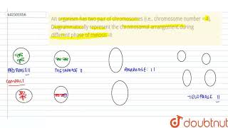 An organism has two pair of chromosomes ie chromosome number  4 Diagrammatically represen [upl. by Sinclair]