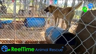 AampB Animal Rescue [upl. by Ardnued]