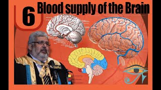 006 Dr El Kafrawy Anatomy  Blood supply of the brain [upl. by Link556]