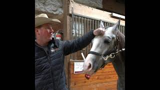 Saddling up  Western with Bryan Penquite [upl. by Drucy]