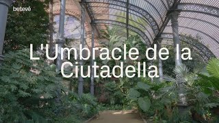 LUmbracle de la Ciutadella  betevé [upl. by Wilden]