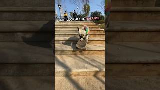 This French Bulldog has some crazy skateboarding skills 🤩🛹👏 shorts dog skateboard [upl. by Tor129]