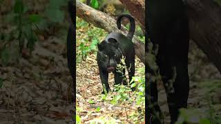 Rare Black Jaguar Spotted in Mexican Forest  Melanistic Big Cat Facts [upl. by Landon321]