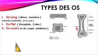 Méthodologie  Terminologie en ANATOMIE [upl. by Hoagland]