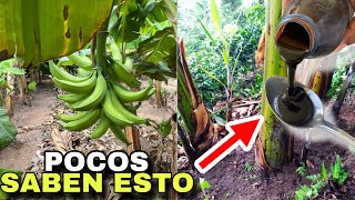 INCREÍBLE TRUCO  Ponle este FERTILIZANTE al plátano para que crezca súper rápido y produzca grande [upl. by Yerkovich252]