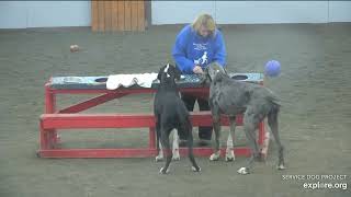 Arena Adult Danes brekkies Lynn 1232024 exploreorg [upl. by Helms]