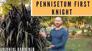 Funky Plant Of The Week Pennisetum First Knight  Colorful Gardener [upl. by Alaik]