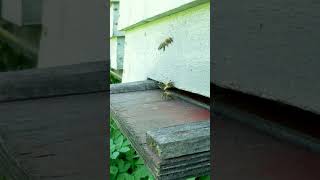 Hidden Apiary bees bee beekeeper summer garden nature life work apicultura beekeeping [upl. by Harrad]