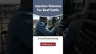 Recommended volumes for beef cattle injections beefcattle cattlecare veterinarian [upl. by Solakcin]