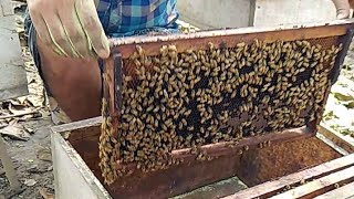 giving medicine to the honey bee  cleaning the honey bee house  cleaning honey bee home [upl. by Helmut]