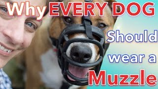 How amp Why EVERY DOG Should LOVE Wearing a MUZZLE [upl. by Yllrebmik]