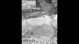 Father Hedgehog and Hoglet at the feeding station [upl. by Nguyen]