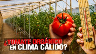 ¿ Cómo sembrar TOMATE ORGÁNICO en CLIMA CÁLIDO  🍅 [upl. by Annoyi732]