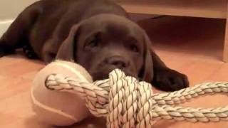 Gorgeous chocolate lab puppy  Samba [upl. by Eilama714]