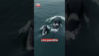 ¿Es cierto que la ORCA GLADIS busca VENGANZA contra los HUMANOS 🐳😳 noticias orca gladis fyp [upl. by Czarra]