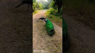 💙💙💙💙 beautiful peacocks on the way of Victoria park nature trending peacockcall vairalshort [upl. by Enimassej]