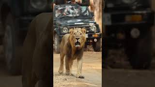 Big lion girnarforest girnar wildlife animals forest viralvideo viralshorts trendingshorts [upl. by Mcgill]