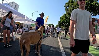 Cash 20 Great Dane at Day of the Dog 2024 in Santa Monica 6 of 7 [upl. by Tenn]